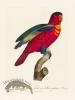 Barraband Parrot 095